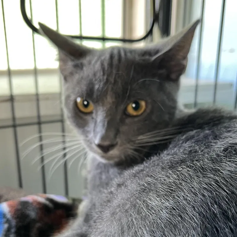A baby small-sized female Gray / Blue / Silver Domestic Short Hair cat named Sage for adoption in Sarasota, FL