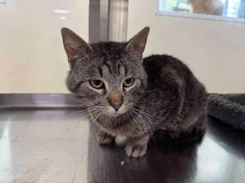 An adult medium-sized male Tiger cat named Dean for adoption in Austin, MN