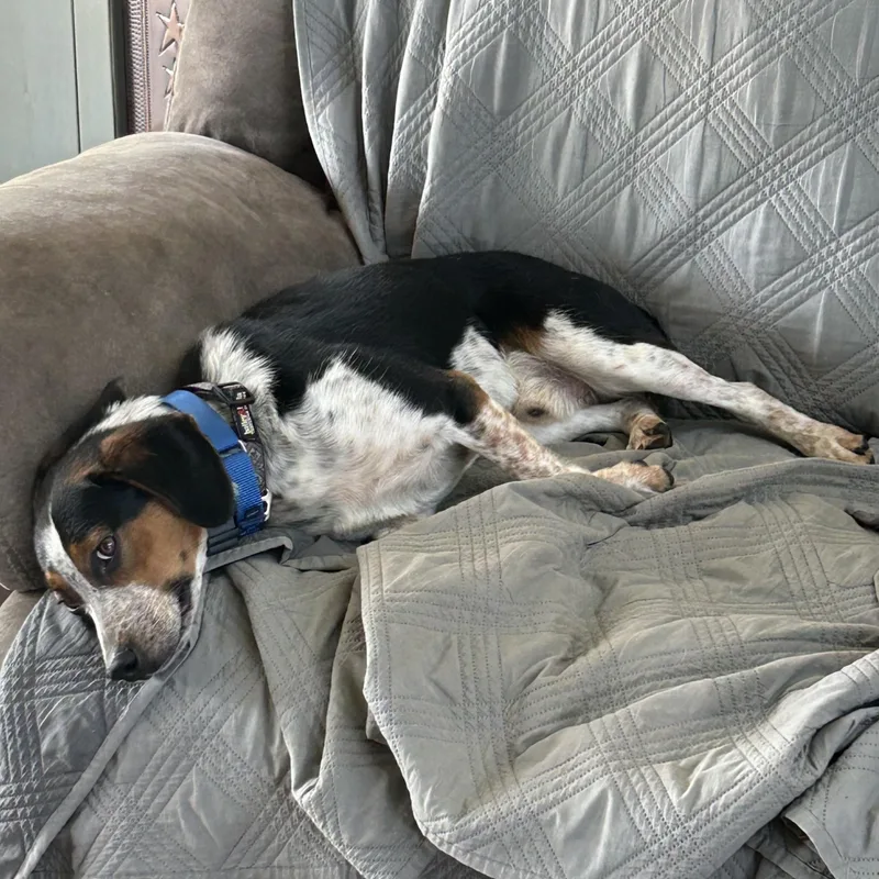 A young medium-sized male Tricolor (Brown, Black, & White) Beagle dog named Timber for adoption in Stoughton, MA