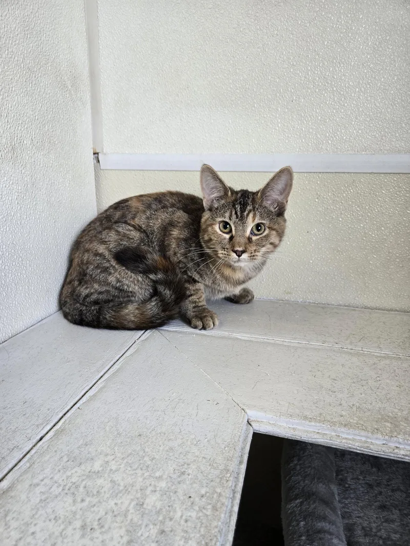 A young medium-sized female Calico cat named Allie for adoption in Maquoketa, IA