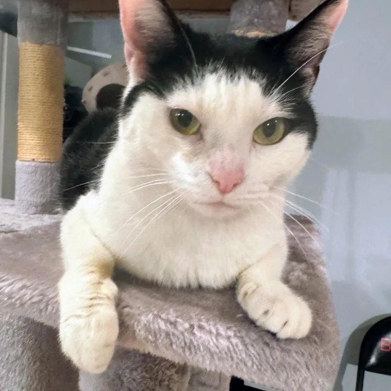 An adult small-sized female Black American Shorthair cat named Maisie for adoption in Staten Island, NY