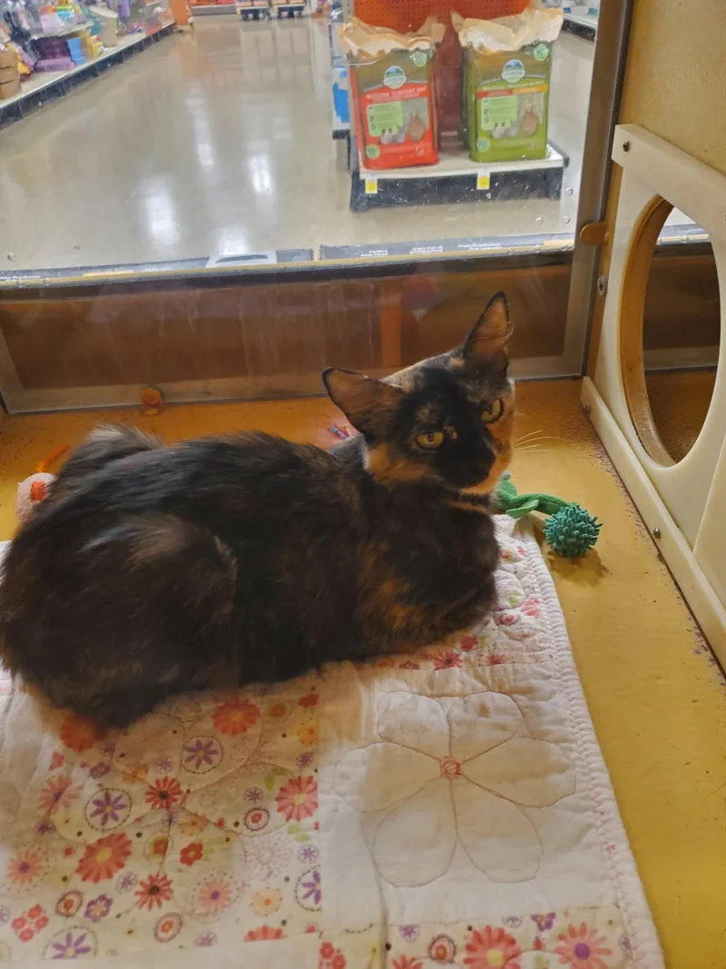 An adult medium-sized female Domestic Short Hair cat named Star for adoption in Yardley, PA