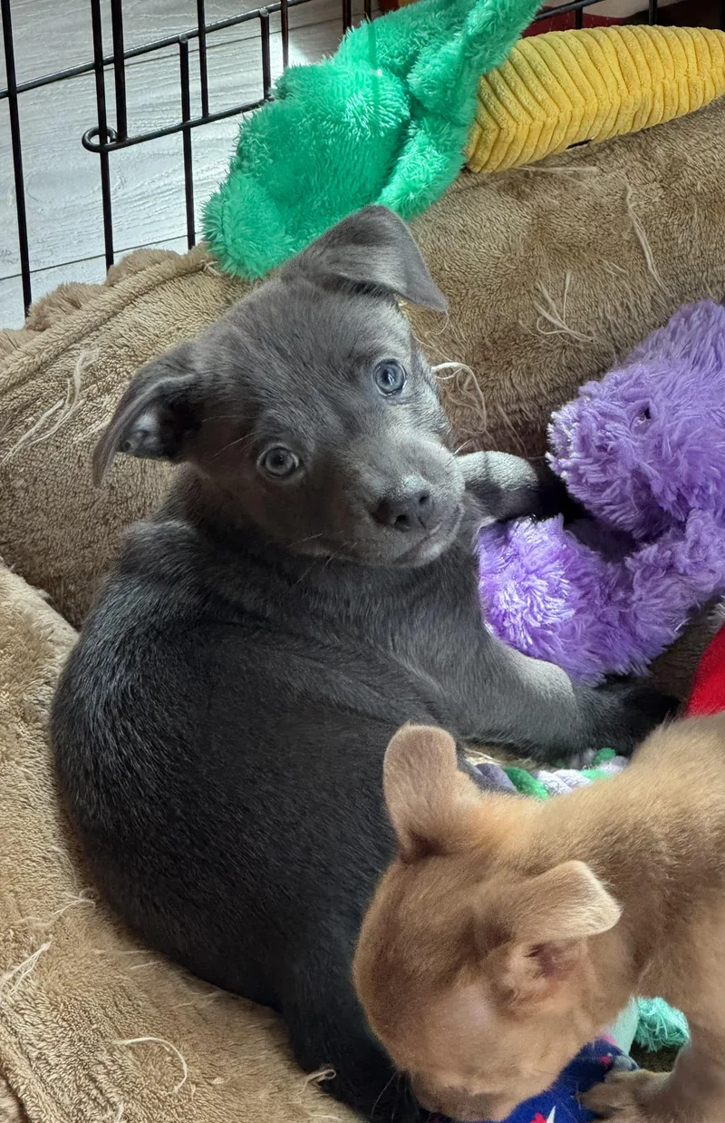 A baby small-sized male Gray / Blue / Silver Chihuahua dog named Aperol Spritz for adoption in Lacey, WA