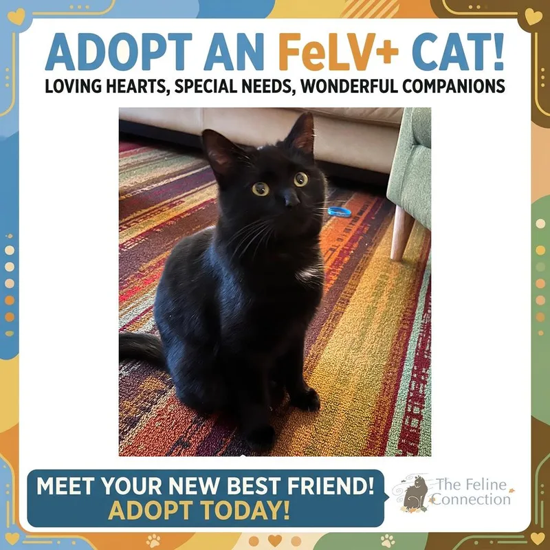 An adult medium-sized female Black Domestic Short Hair cat named Sous Chef for adoption in Fair Haven, VT