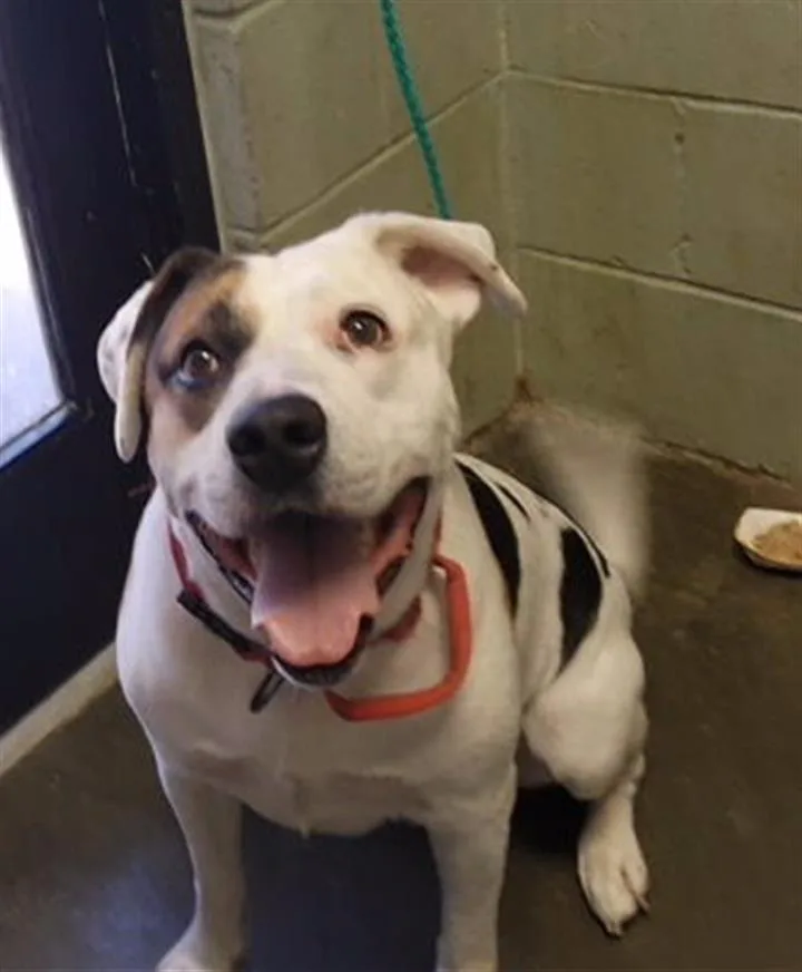 A young large-sized male Pit Bull Terrier dog named Pterodactyl for adoption in Tulsa, OK