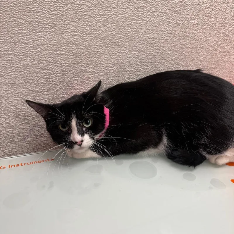 An adult large-sized female Black Domestic Short Hair cat named Lilly for adoption in Albuquerque, NM