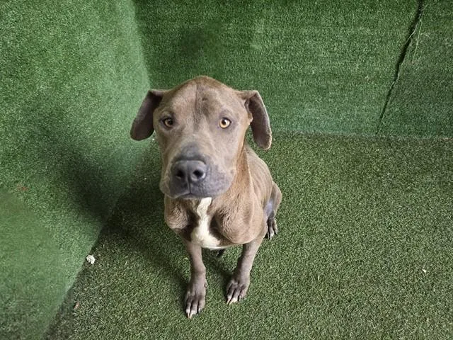 An adult large-sized female Pit Bull Terrier dog named Bridget for adoption in Lancaster, CA