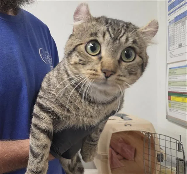 A young small-sized male American Curl cat named Bugs for adoption in Camarillo, CA