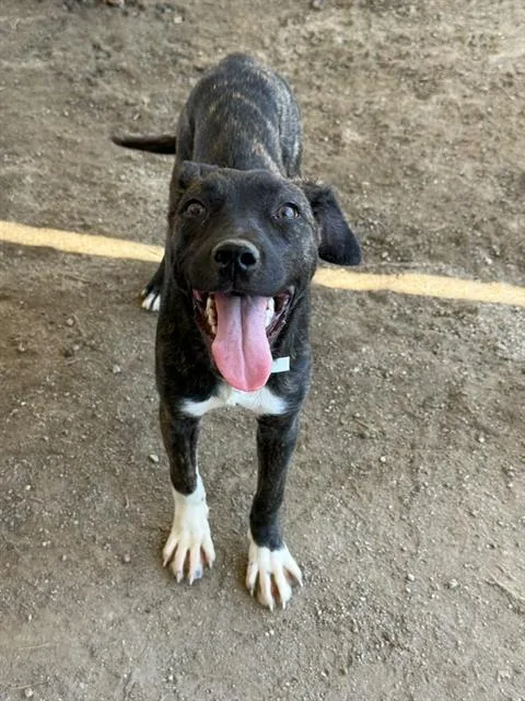 A young large-sized female Shepherd dog named Beretta for adoption in Riverside, CA