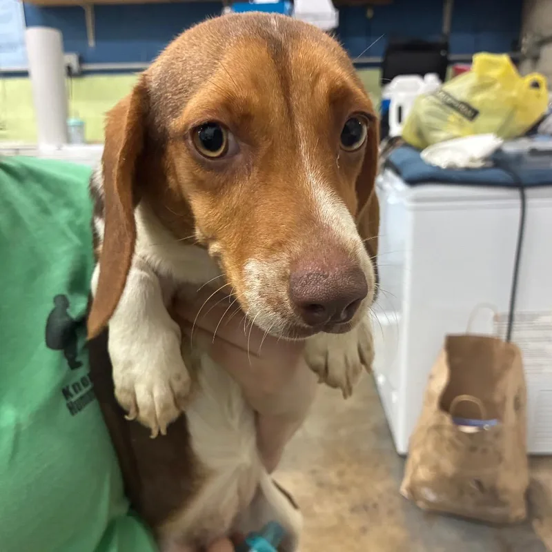 An adult small-sized female Dachshund dog named Flo for adoption in Corbin, KY