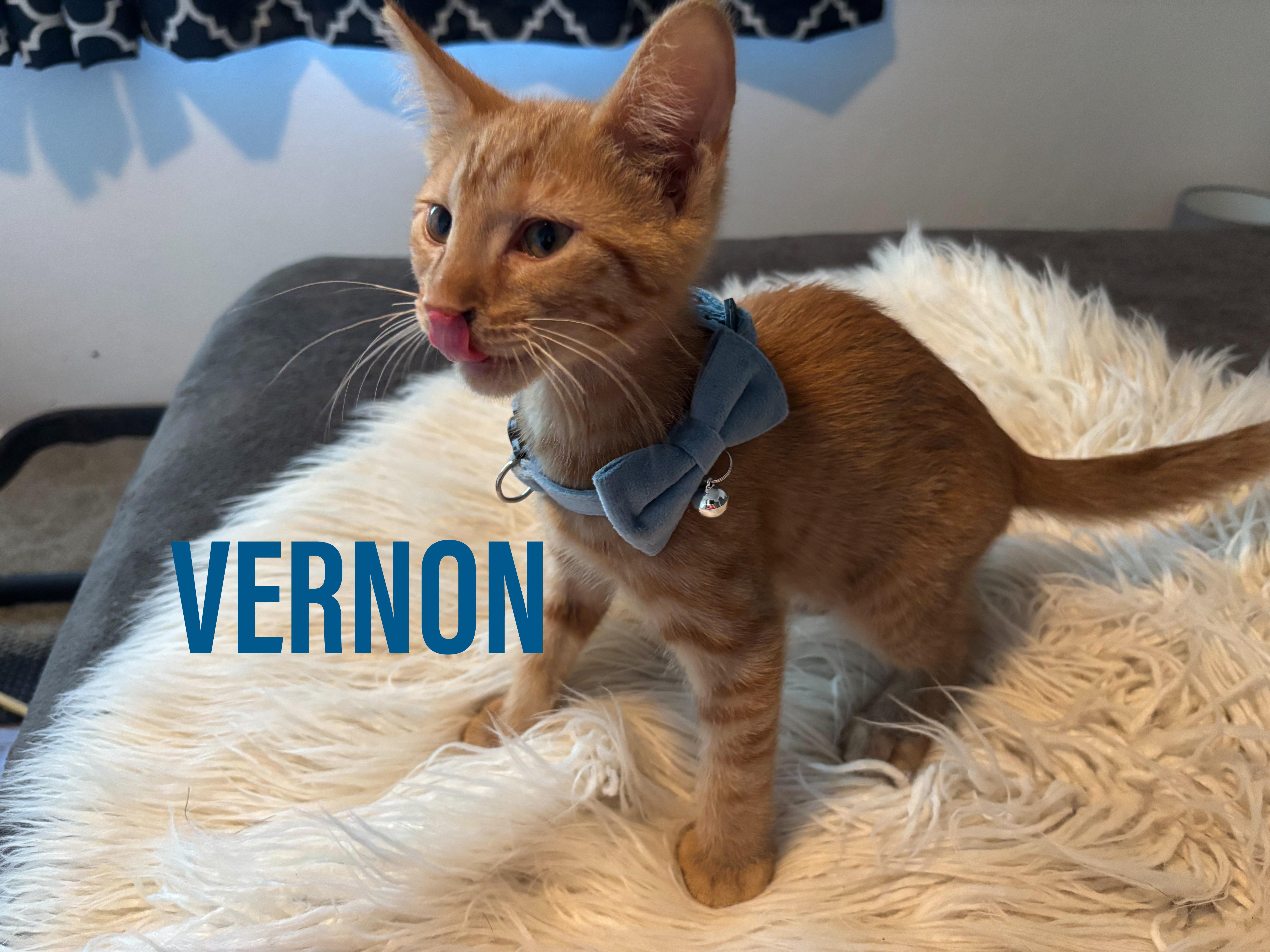 A baby medium-sized male Orange / Red Domestic Short Hair cat named Vernon for adoption in Jacksonville, FL