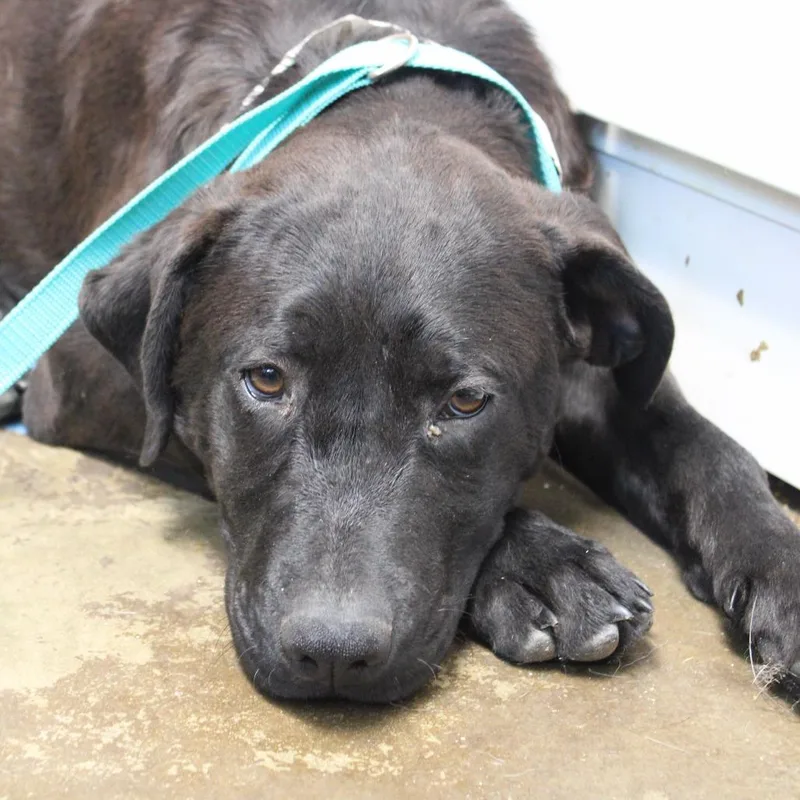 A baby medium-sized male Black Labrador Retriever dog named Bellamy for adoption in Cleveland, MS