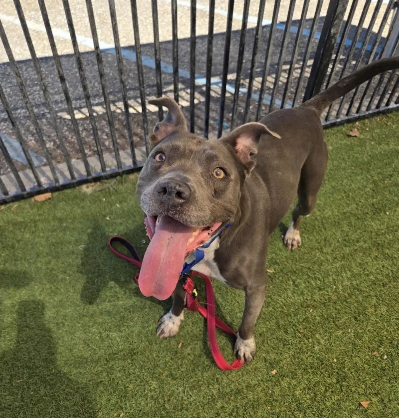 A young medium-sized female Gray / Blue / Silver Pit Bull Terrier dog named Ily for adoption in Grass Valley, CA