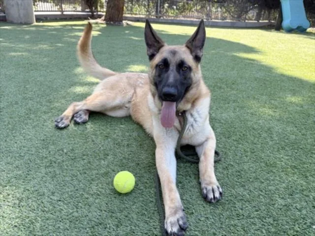 A young large-sized male German Shepherd Dog dog named Andy for adoption in Van Nuys, CA