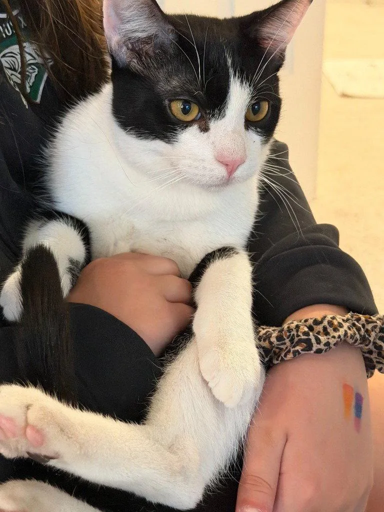 A young medium-sized male Black & White / Tuxedo Domestic Short Hair cat named King for adoption in St. Helens, OR