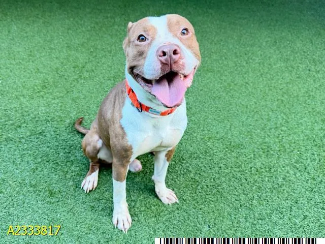 An adult medium-sized male Mixed Breed dog named Jamie for adoption in West Palm Beach, FL