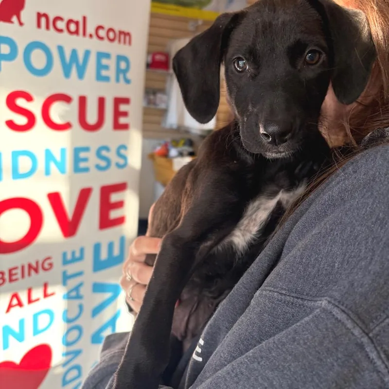 A baby small-sized female Black Mixed Breed dog named Eggs Benedict for adoption in Morrisville, VT