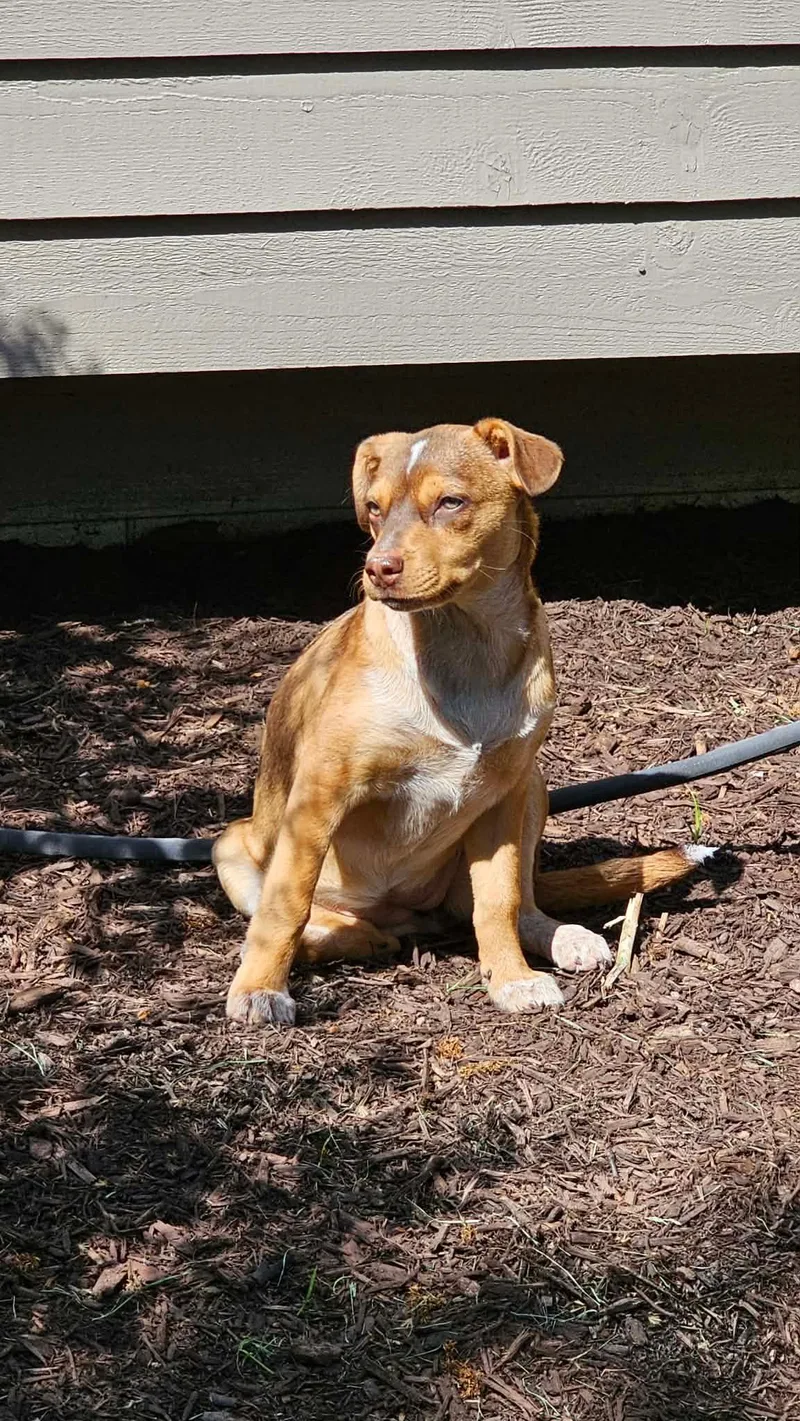 A baby medium-sized female Apricot / Beige Terrier dog named Serena for adoption in Oswego, IL