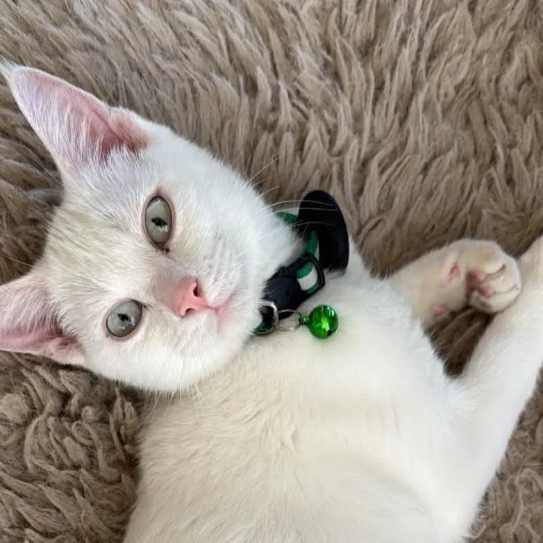 A baby small-sized female White Domestic Short Hair cat named Iris Reid for adoption in Eagle Mountain, UT