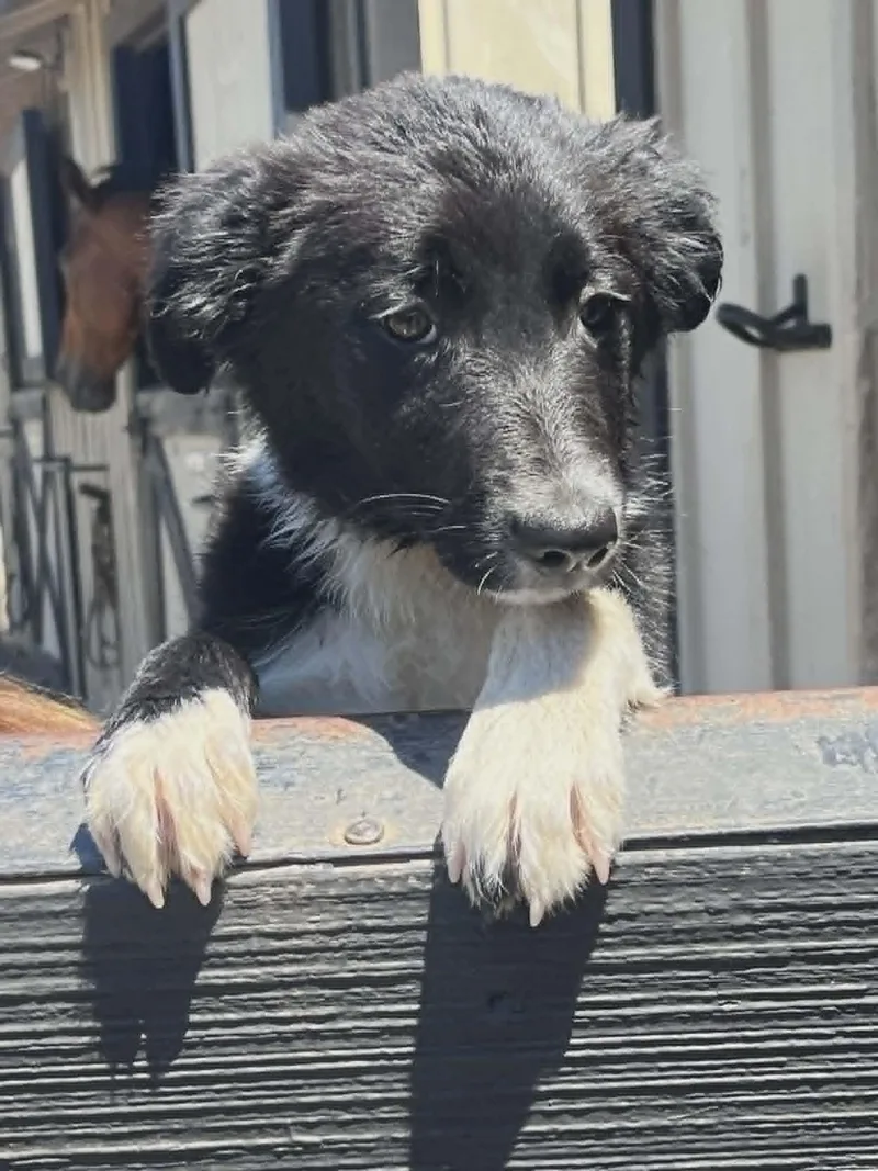 A baby small-sized female Border Collie dog named Donut for adoption in Havertown, PA