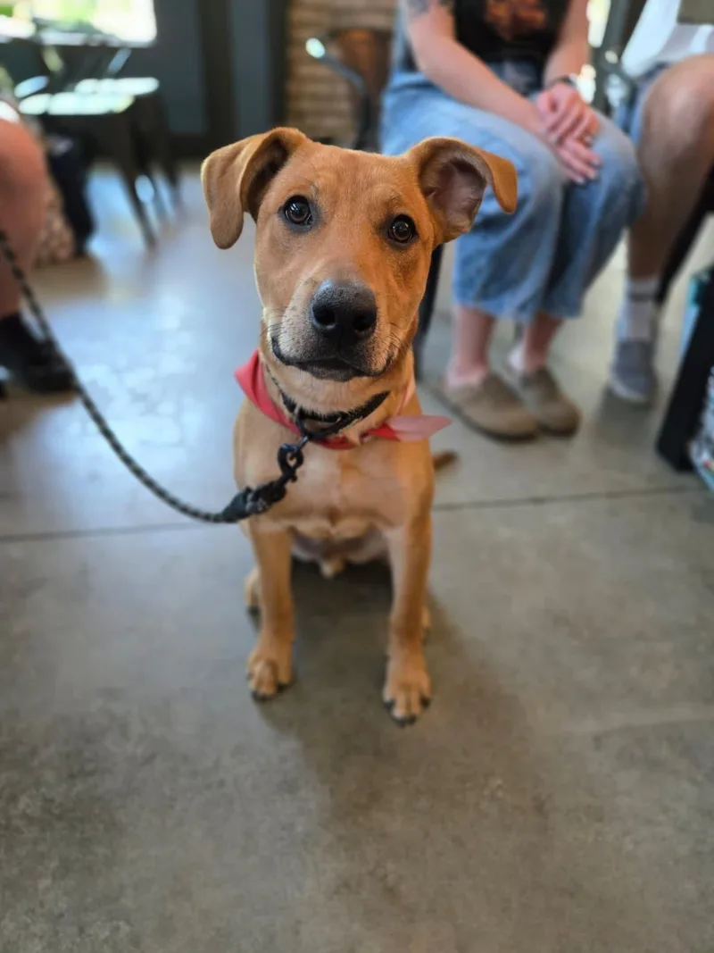 A baby medium-sized male Yellow / Tan / Blond / Fawn Hound dog named Matthew for adoption in Manhasset, NY