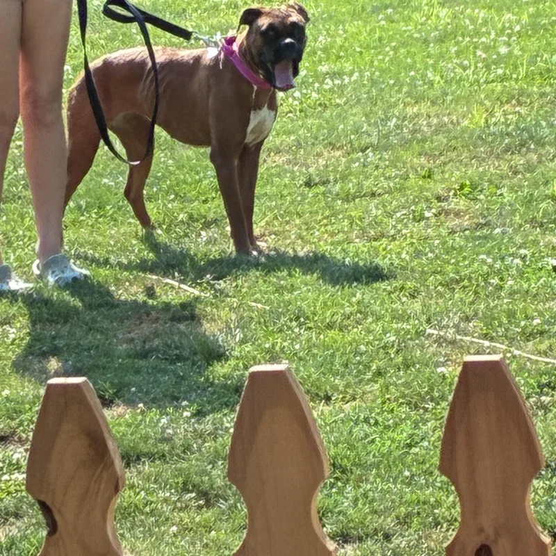 A young medium-sized female Brown / Chocolate Boxer dog named Liberty for adoption in Lincoln University, PA