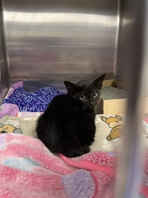 A baby small-sized male Domestic Short Hair cat named Larry for adoption in Omaha, NE