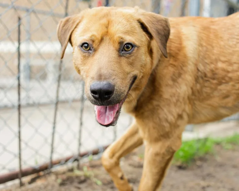 A young medium-sized male Labrador Retriever dog named Rolo for adoption in Tulsa, OK