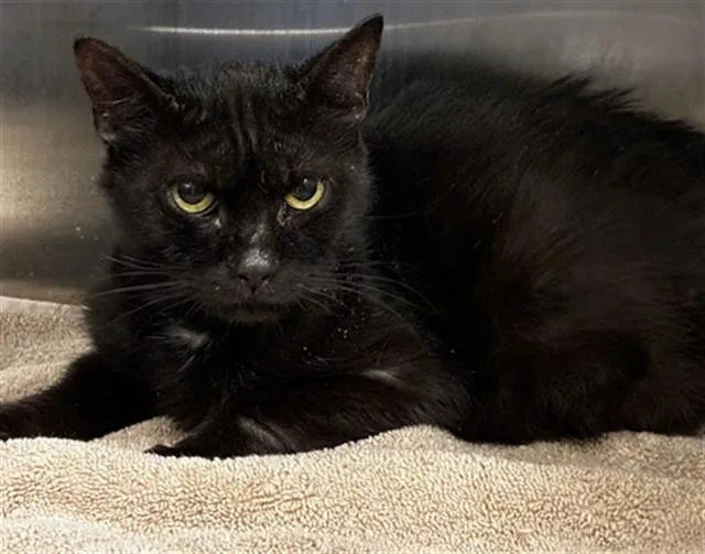 A young medium-sized female Domestic Short Hair cat named Rasputia for adoption in Upper Marlboro, MD
