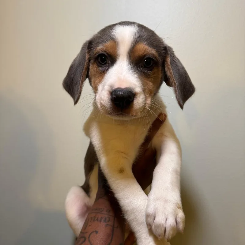 A baby small-sized male Gray / Blue / Silver Mixed Breed dog named Biscuit for adoption in Saint Charles, MO