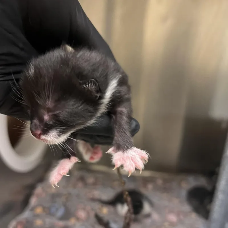 A baby small-sized female Black Domestic Short Hair cat named Marina for adoption in Mocksville, NC