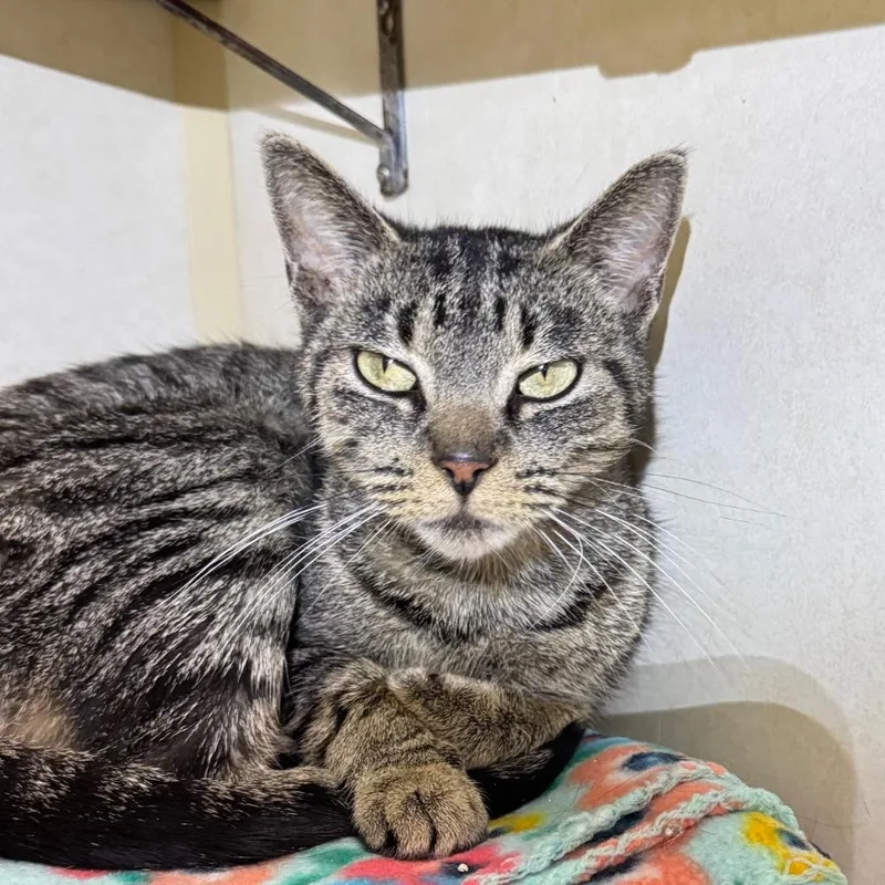 An adult medium-sized female Domestic Short Hair cat named Precious for adoption in Battle Creek, MI