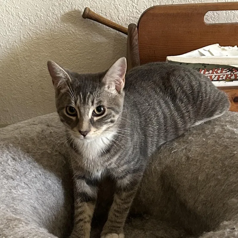 A baby small-sized female Gray / Blue / Silver Domestic Short Hair cat named Misty for adoption in Calimesa, CA