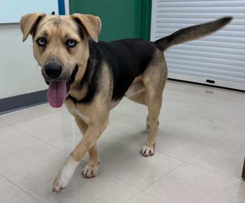 An adult medium-sized male Tricolor (Brown, Black, & White) Black Mouth Cur dog named Harry Styles for adoption in Katy, TX