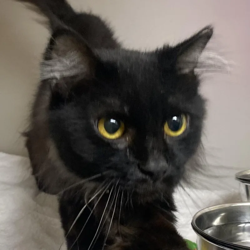 An adult small-sized female Black Domestic Short Hair cat named Stormie for adoption in Harrisonburg, VA