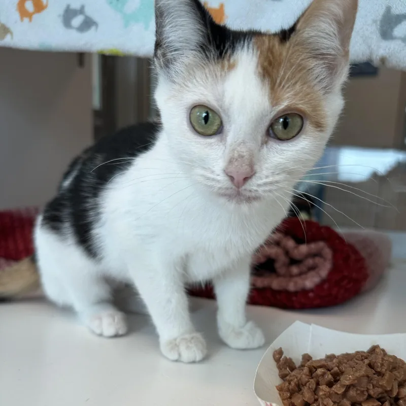 A baby medium-sized female Calico Domestic Short Hair cat named Marigold for adoption in Manassas, VA