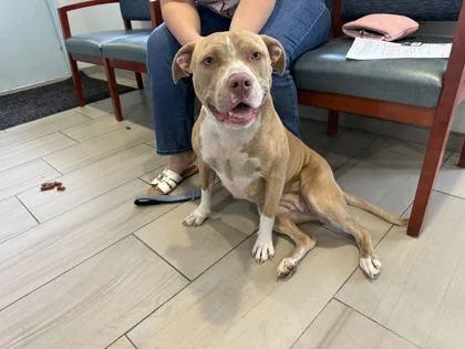 A young medium-sized female Pit Bull Terrier dog named Luna for adoption in Daytona Beach, FL