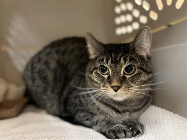 A young small-sized female Domestic Short Hair cat named Brenda for adoption in Aliquippa, PA