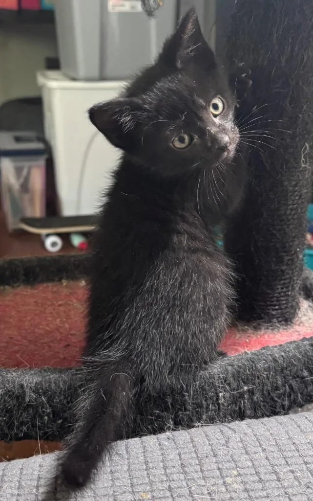 A baby medium-sized male Domestic Short Hair cat named Gobta for adoption in Johnson City, TN