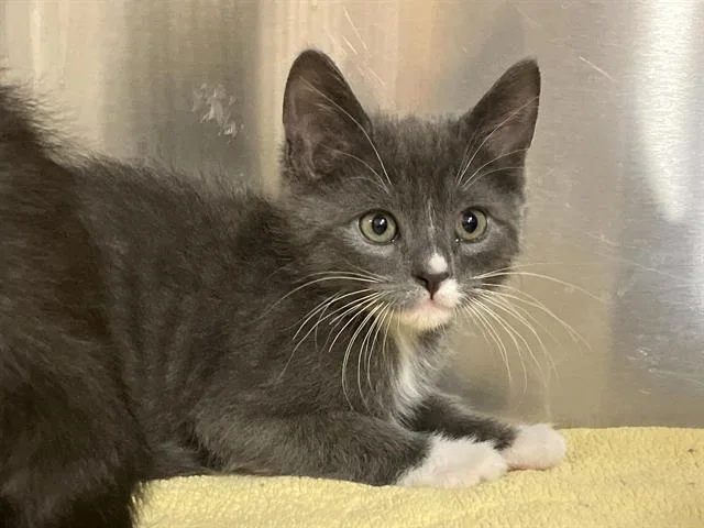 A baby small-sized female Domestic Long Hair cat named Royal for adoption in Tustin, CA