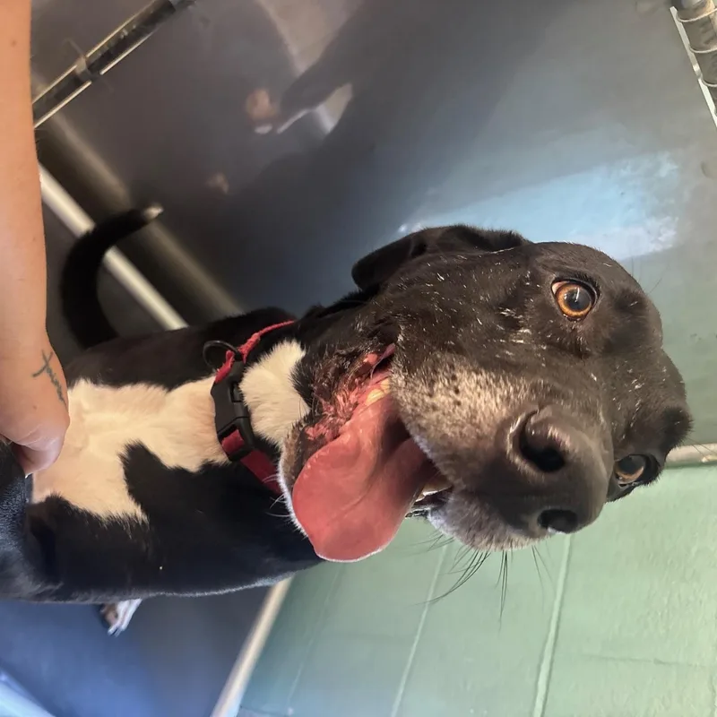 An adult large-sized male Labrador Retriever dog named Roscoe for adoption in Marion, NC