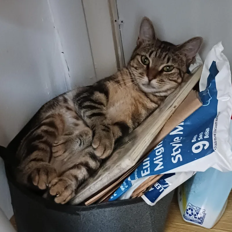 Pelham B.  "i'm thumbnail 3