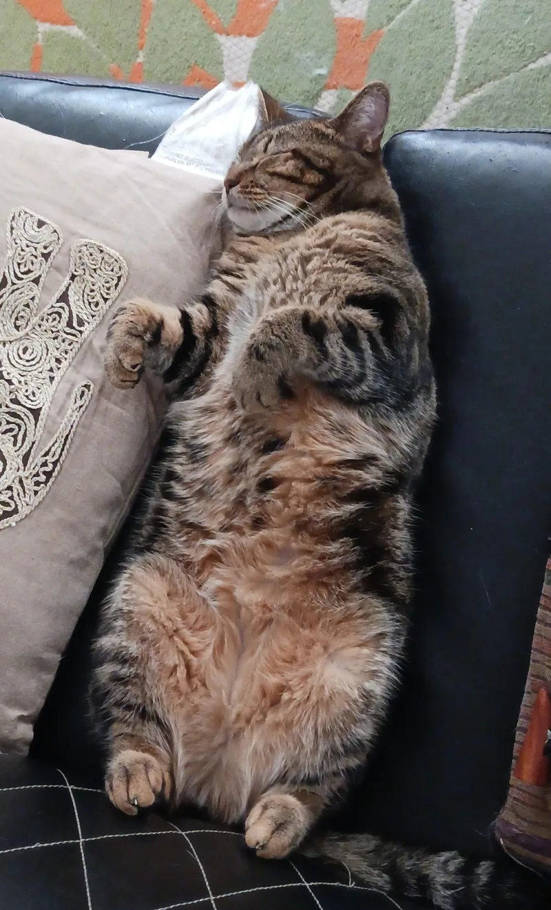 Pelham B.  "i'm thumbnail 4