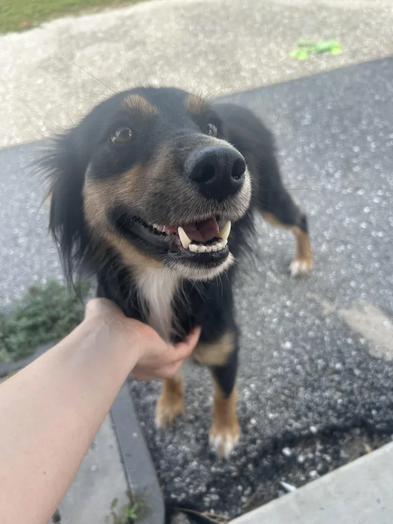 A young medium-sized female Australian Cattle Dog / Blue Heeler dog named Sophie for adoption in Bradenton, FL