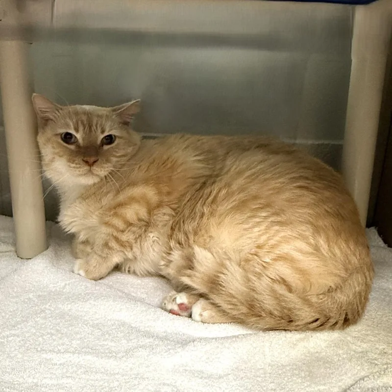 An adult medium-sized male Domestic Short Hair cat named Blue Eyes for adoption in Brenham, TX