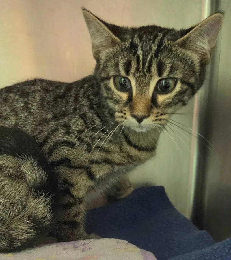 A baby medium-sized female Domestic Short Hair cat named Tiggs for adoption in Olean, NY