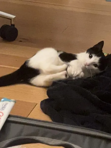 A young small-sized female Domestic Short Hair cat named Oak for adoption in Ridgewood, NY