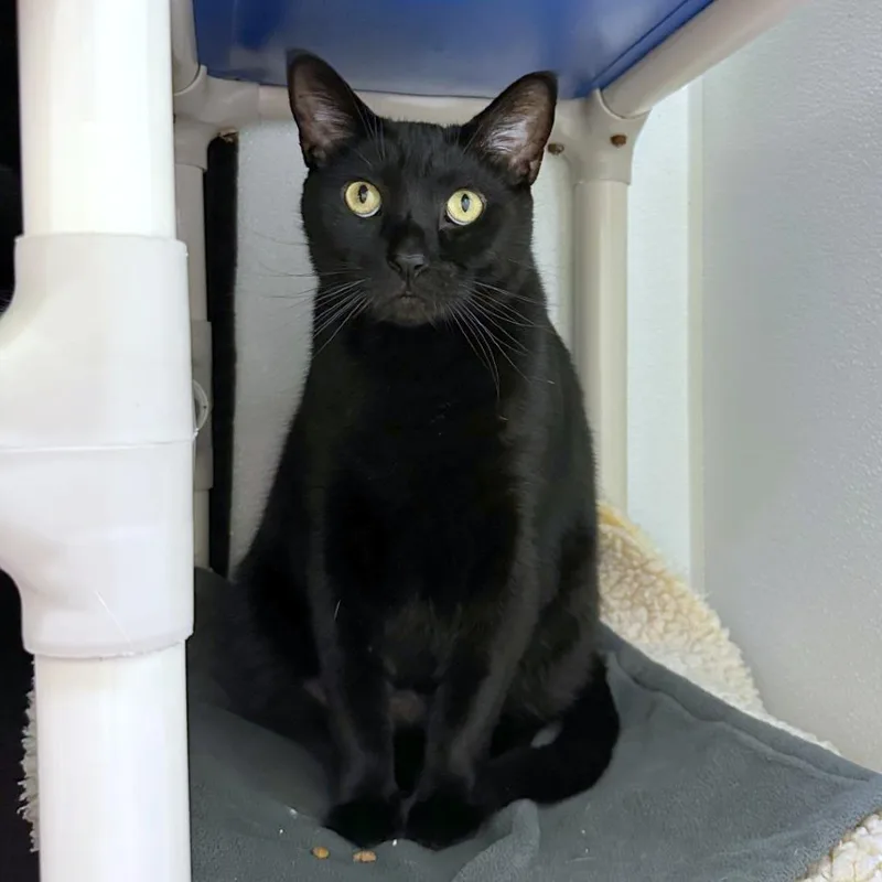 An adult extra large-sized male Black Domestic Short Hair cat named Sylvester for adoption in Woodinville, WA