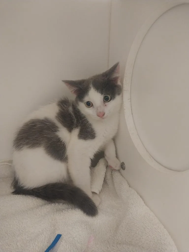 A baby small-sized male Domestic Short Hair cat named Greg for adoption in Oxford, NC
