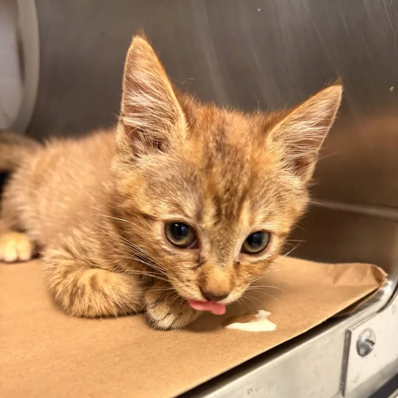 A baby small-sized female Brown / Chocolate Domestic Short Hair cat named Pennywise for adoption in Greenville, SC